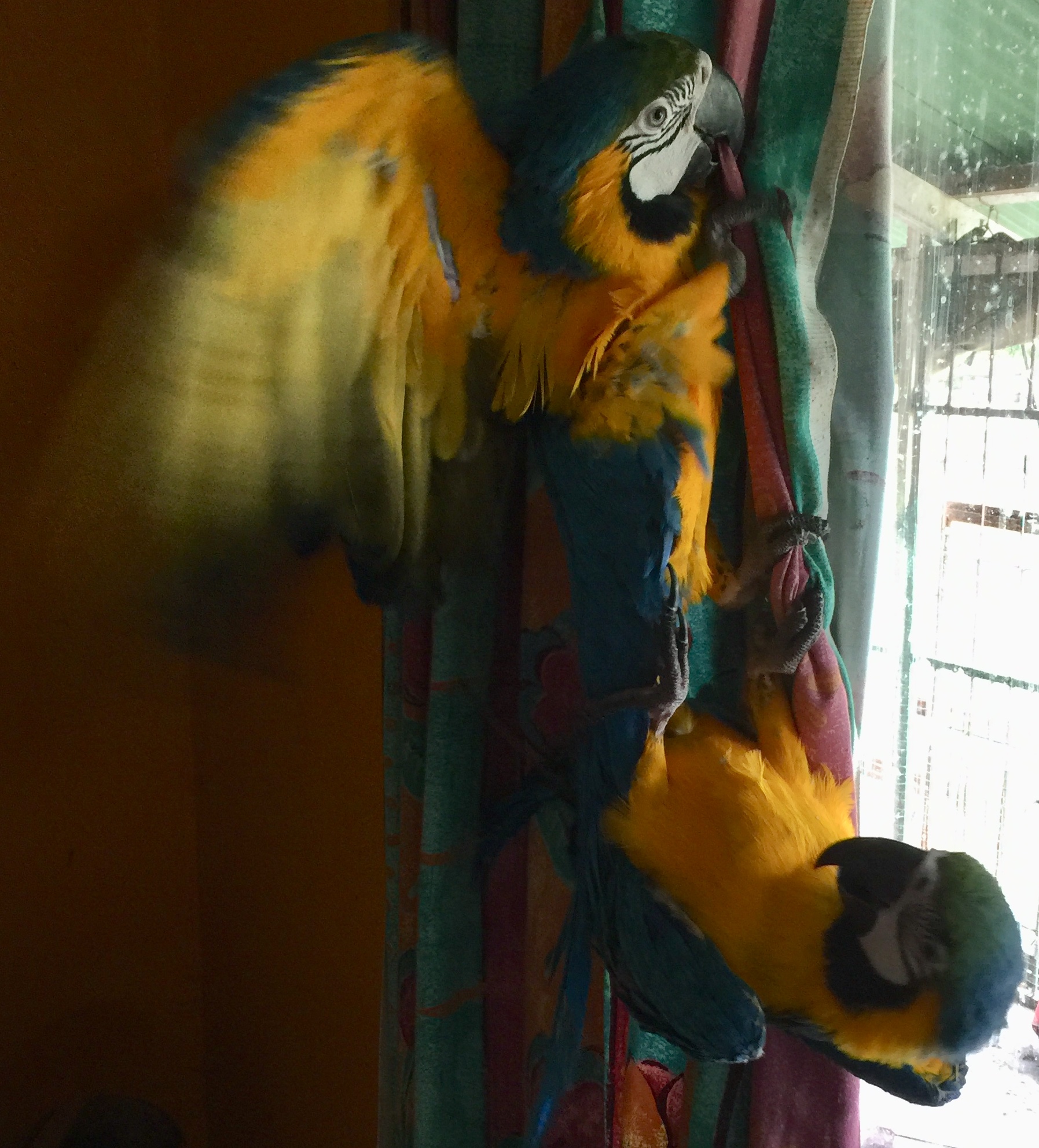 Photo of two of our young macaws hanging on our curtains