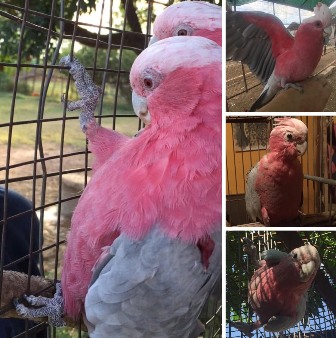 photos of some of our dark pink galah cockatoos