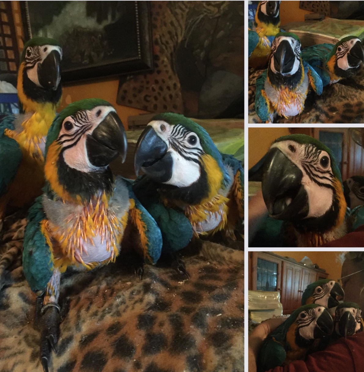 photos of our blue and gold baby macaw triplets