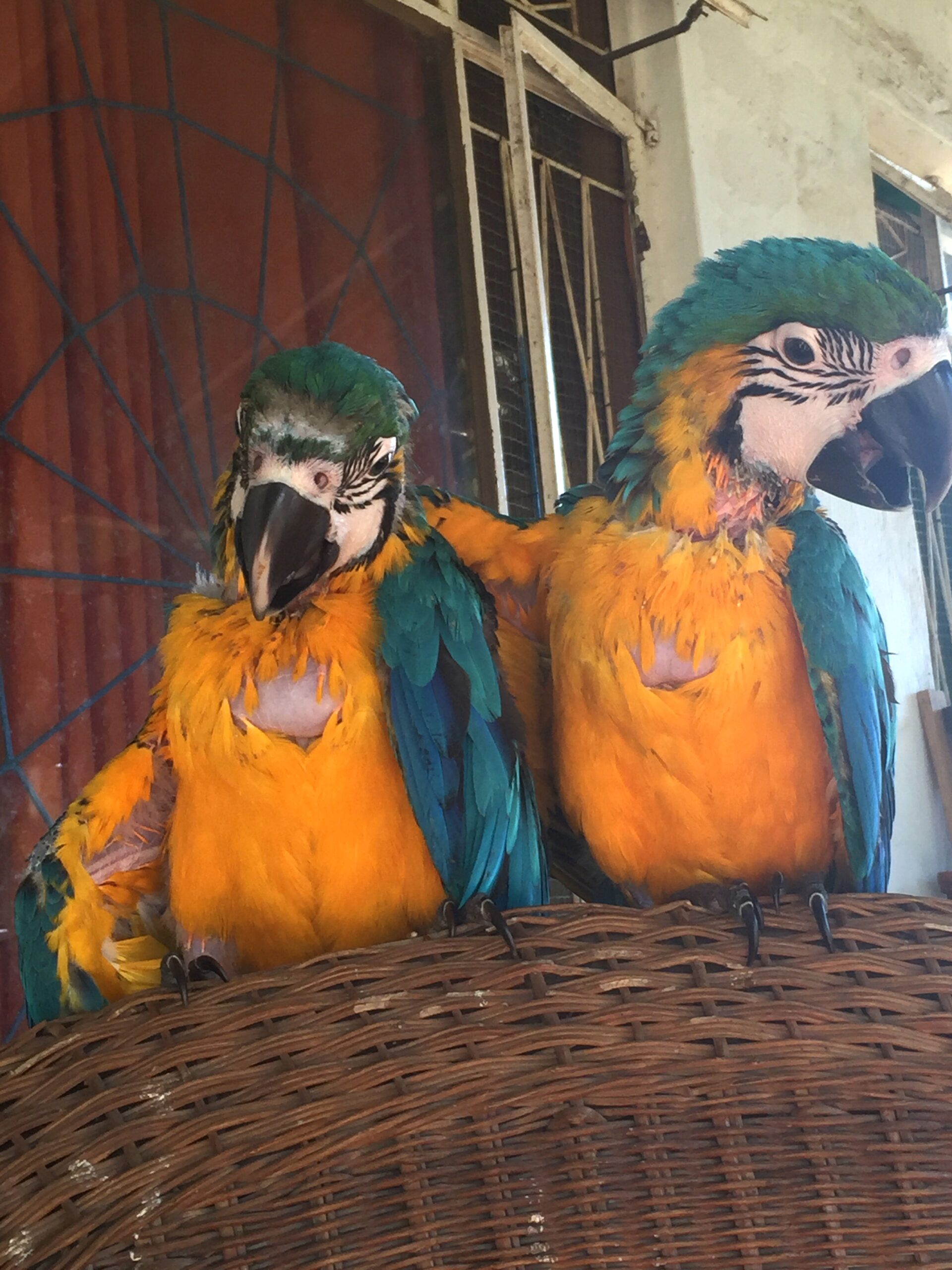 Photo of two macaw chicks who we hand-reared from 8 weeks