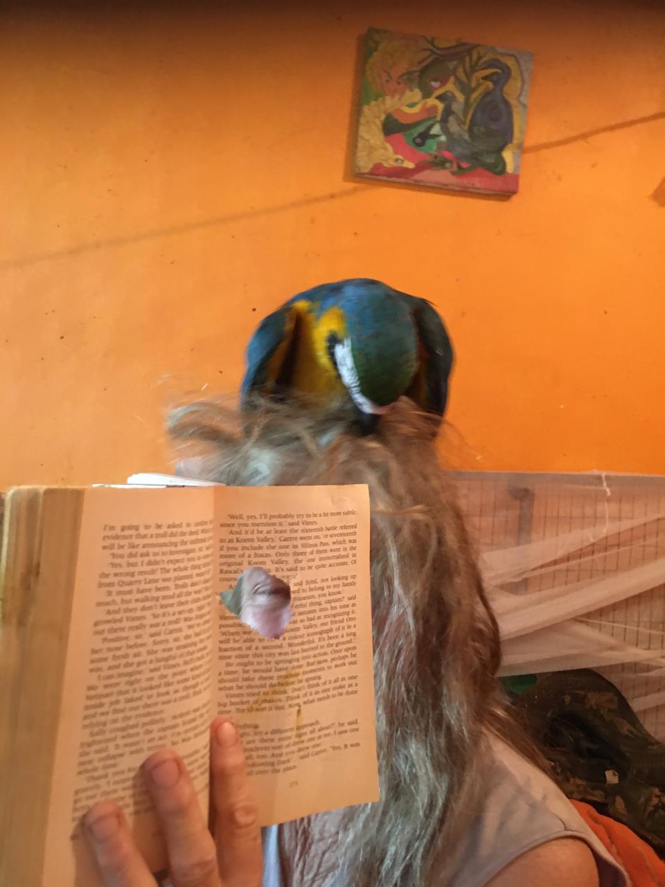 Photo of me looking through a hole in my book that my macaw chick made