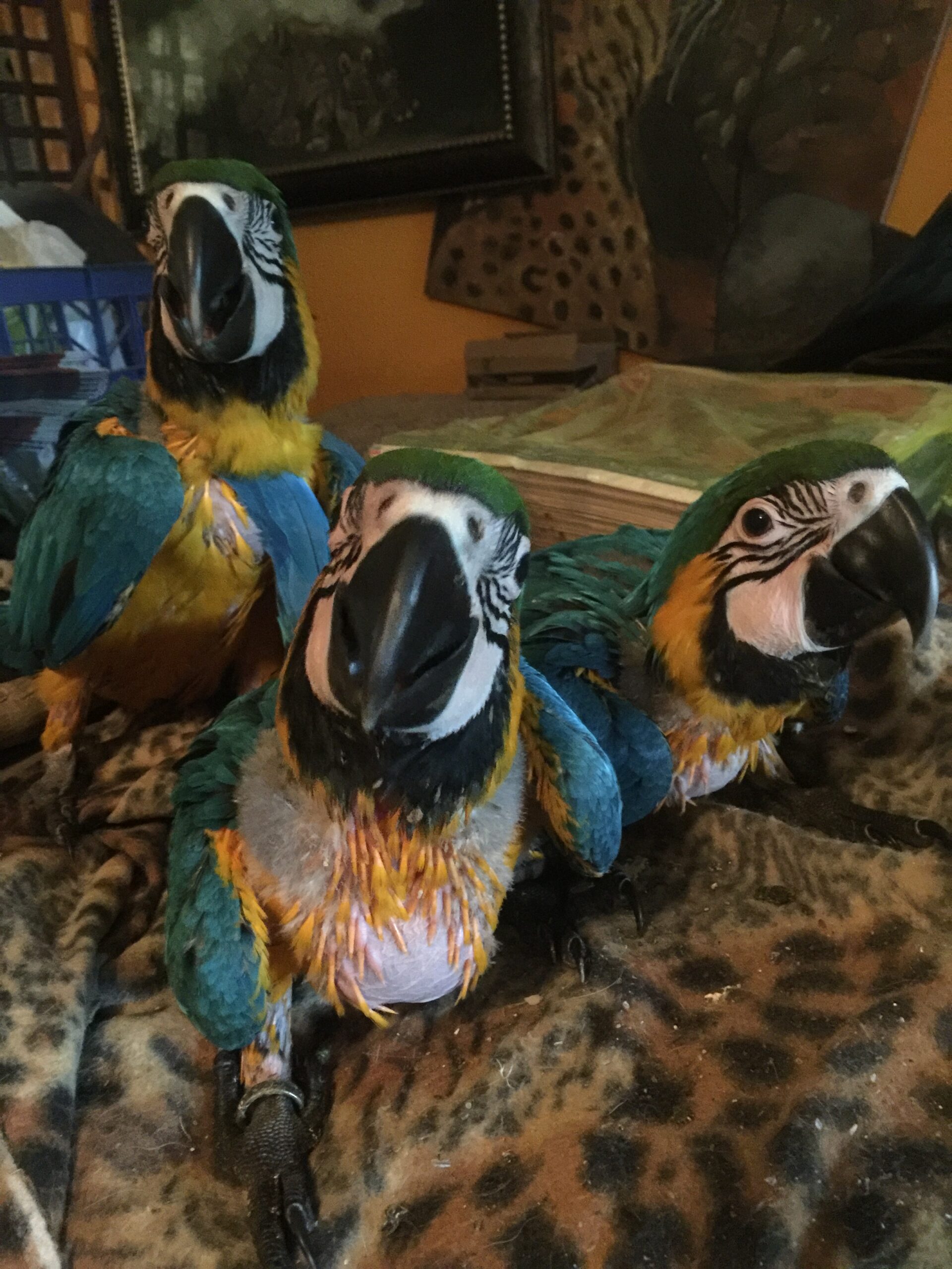 Photo of our blue and gold macaw chick triplets