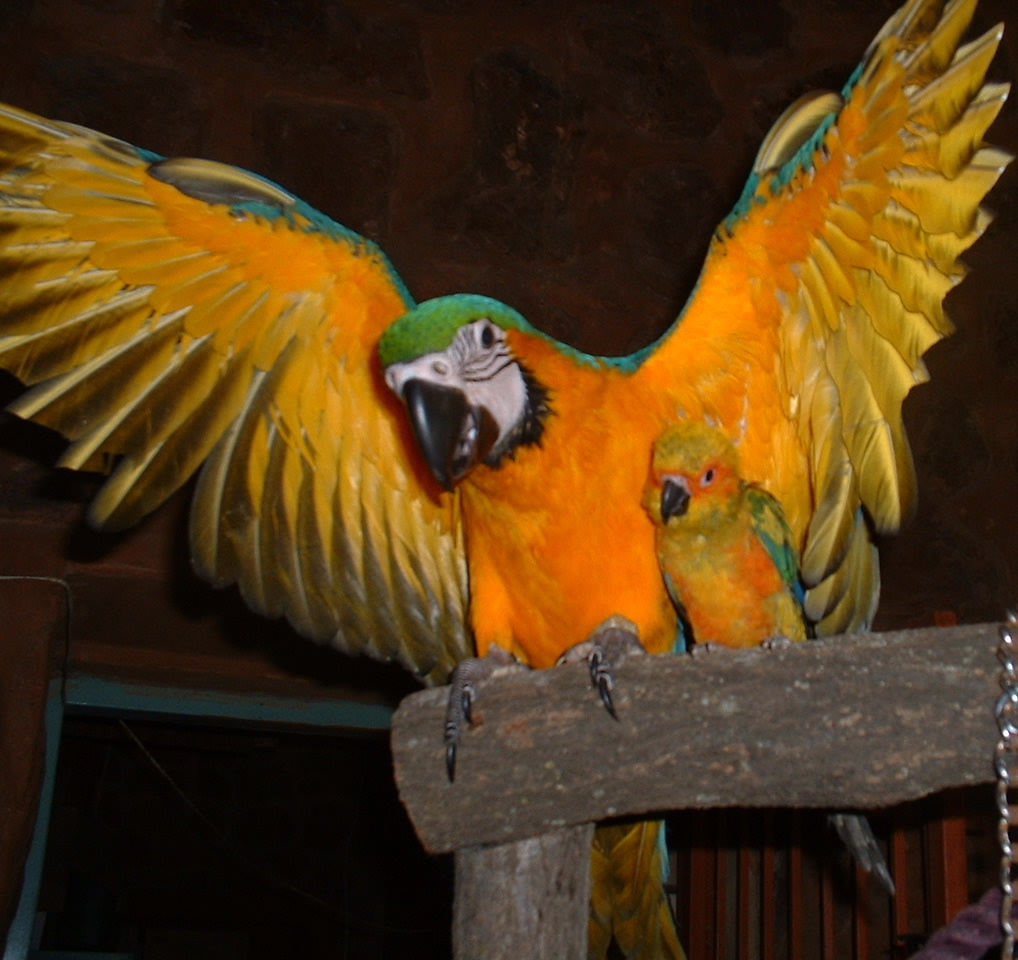 Photo of our macaw Amber with her sun conure friend Clacks