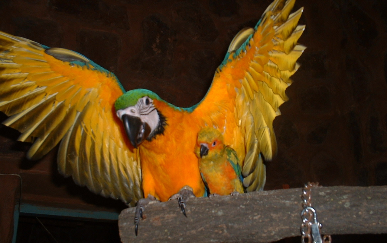 Photo of our macaw Amber with her sun conure friend Clacks