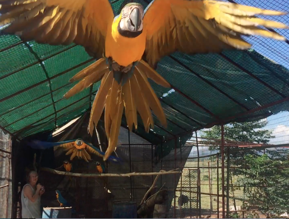 Photo of two of our macaws flying