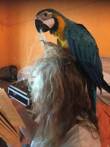 Photo of our macaw chick Nutt doing my hair!