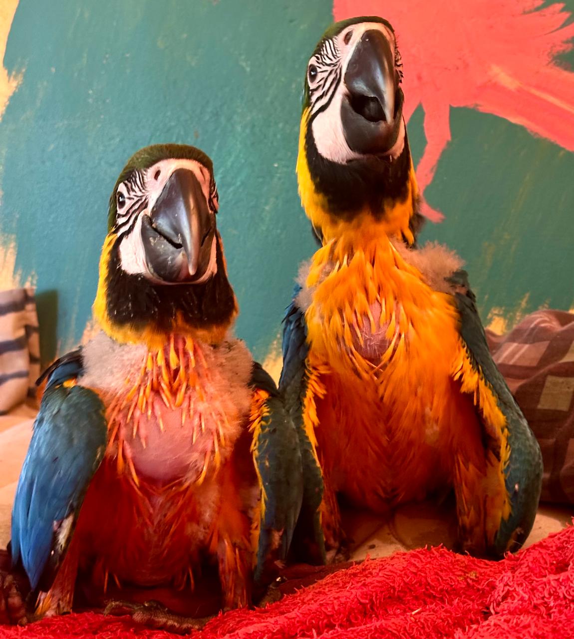 photo of two of our macaw chicks sitting on my bed