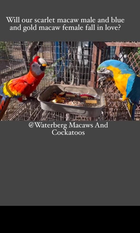 Photo of our video of our scarlet macaw boy and blue and gold macaw girl on their first date