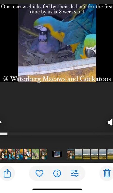 Photo of our video showing our chicks being fed bt their dad and then by us at 8 weeks