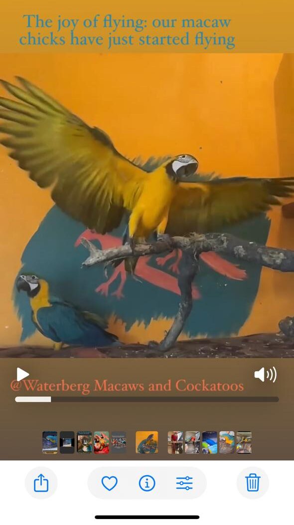 Photo of our video of one of our macaw chicks 'flying' with great joy