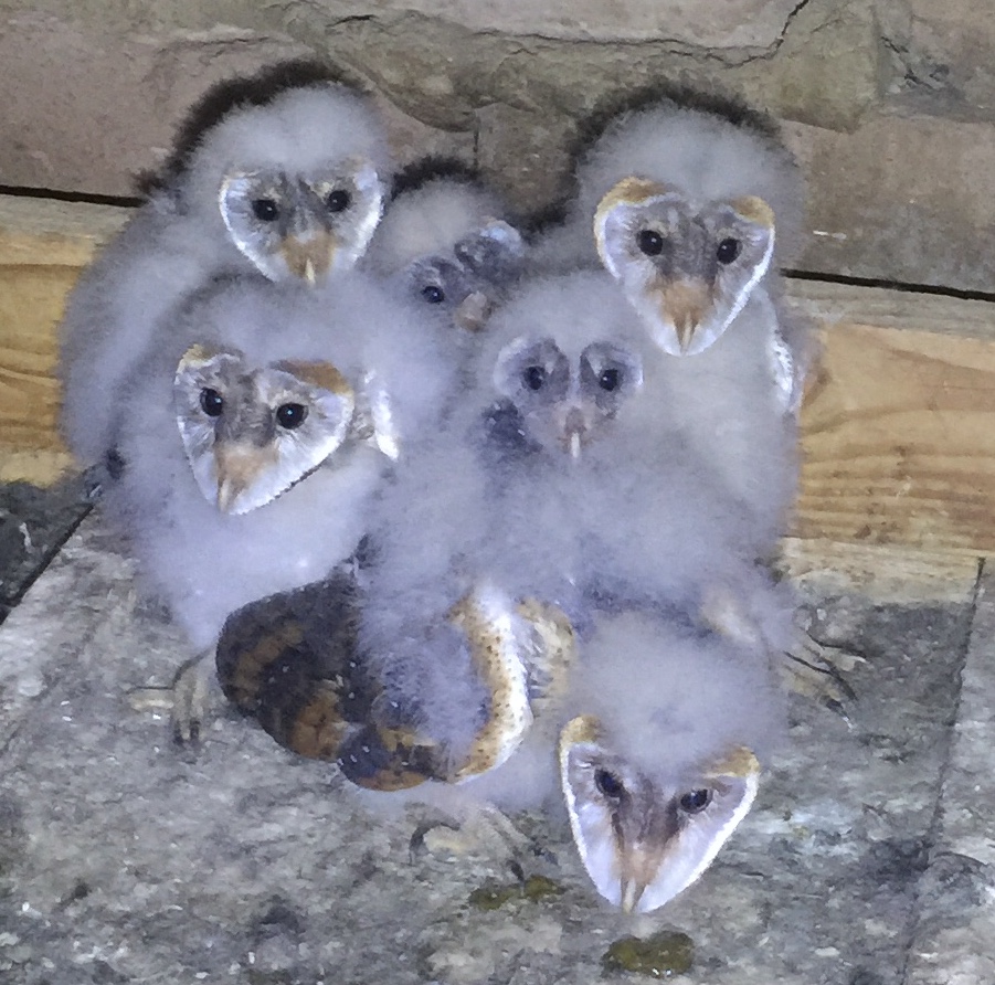 photo of owl chicks in our roof